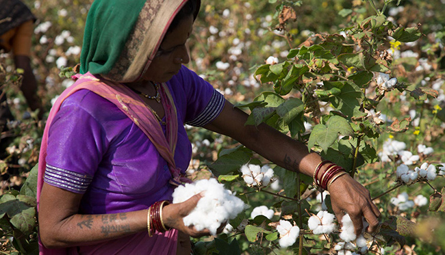 Cotton farming