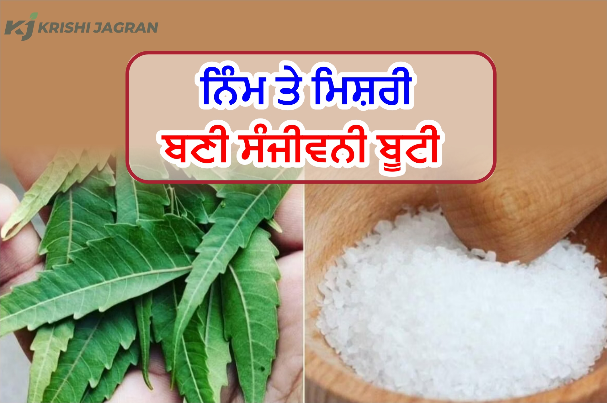 ਸਿਹਤ ਲਈ ਵਰਦਾਨ ਹਨ ਨਿੰਮ ਤੇ ਮਿਸ਼ਰੀ ਸਿਹਤ ਲਈ ਵਰਦਾਨ ਹਨ ਨਿੰਮ ਤੇ ਮਿਸ਼ਰੀ
