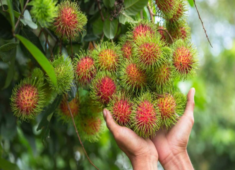 ਰਾਮਬੂਟਨ (Rambutan fruit) ਰਾਮਬੂਟਨ (Rambutan fruit)